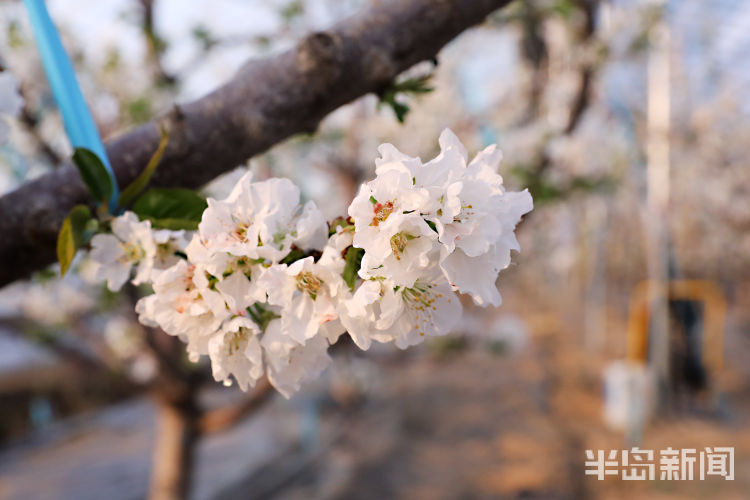 新春走基层棚中樱桃花盛开果农年中忙传粉