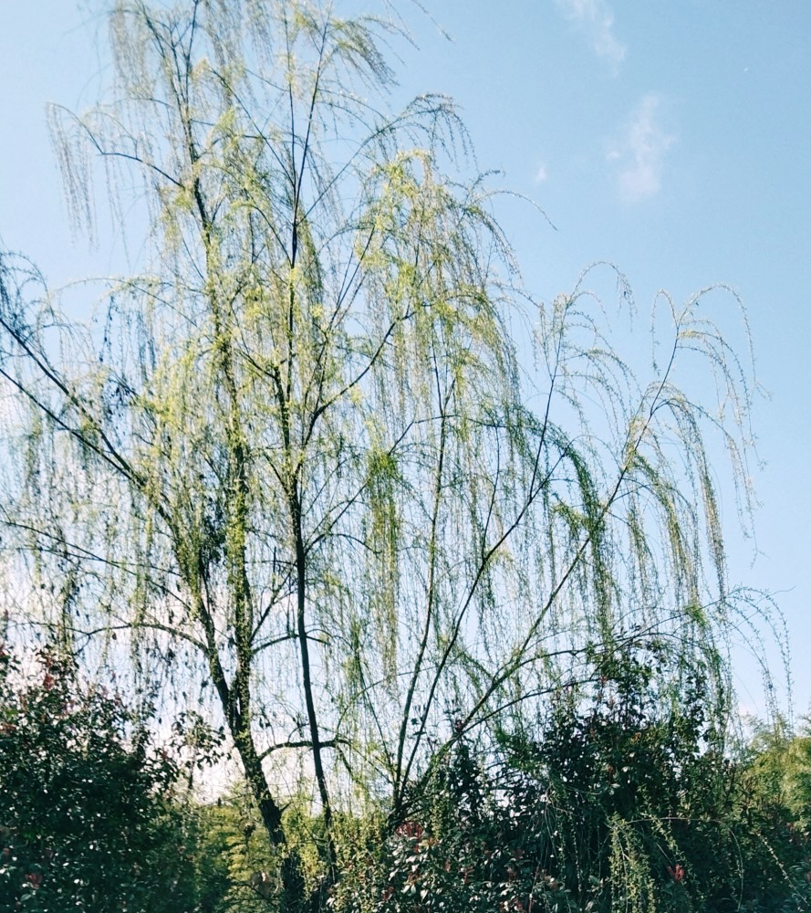 (怀来辙~开韵)江南郊野寄心怀.正月寒门少客至,绿柳无心正赶来.