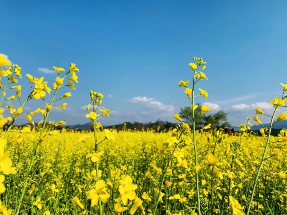 油菜花就像金色海浪一樣 溫柔地擺動著 就像一幅幅唯美的油菜花 小姐