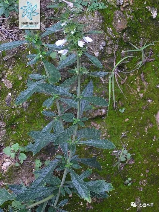 鏨菜見過嗎活血調經治月經不調閉經痛經