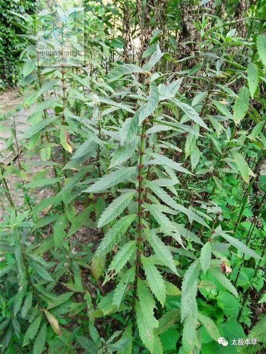 別名虎蘭,龍棗,水香,小澤蘭,虎薄,地筍,紅梗草,風藥,奶孩兒,蛇王草,蛇