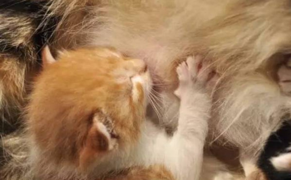 所谓的猫咪踩奶其实就是用两只前爪在柔软的地方踩来踩去,像是在按摩