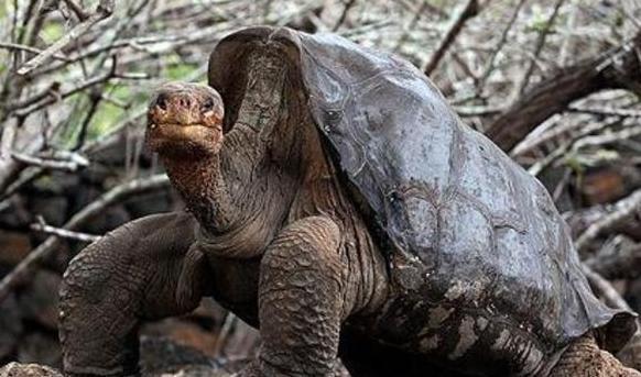 地球上长寿的龟有哪些它们活了多少岁