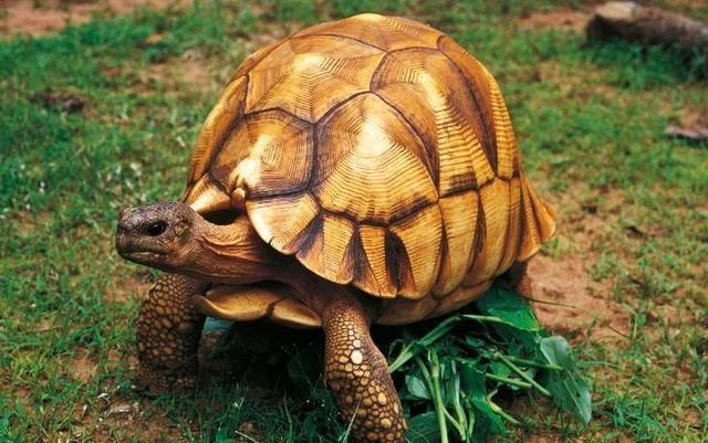 地球上长寿的龟有哪些它们活了多少岁