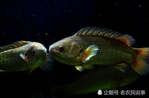 俗称"巴毛",离水能生存,以前当"垃圾鱼",现在一斤卖30元