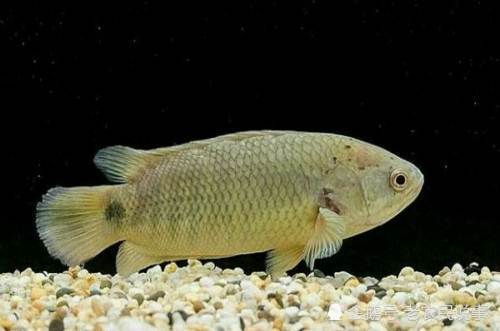 俗称"巴毛",离水能生存,以前当"垃圾鱼",现在一斤卖30元