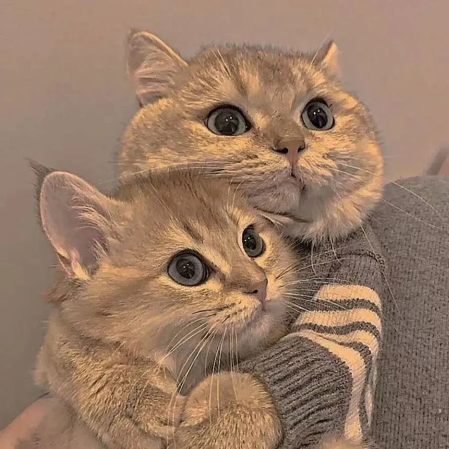 情侣头像丨将私有浪漫公之于众