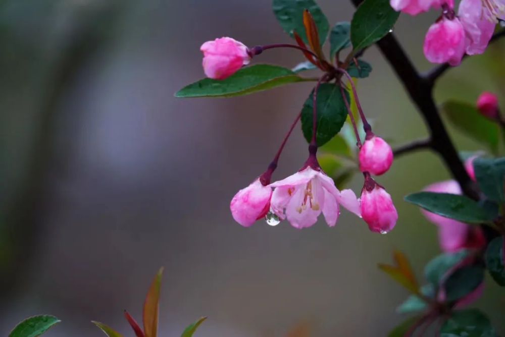 【臥虎詩苑】春雨/薛玉忠 李慶國牛學劉喜軍等