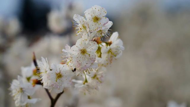 九洞天三万亩樱桃花已开放,又是踏春好时节!
