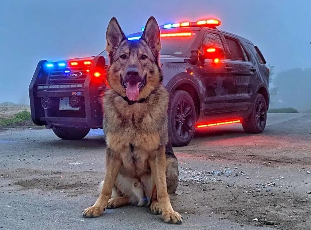 frey及6岁的警犬sonny有一对在网上人气急升的好拍档近日在美国东部康