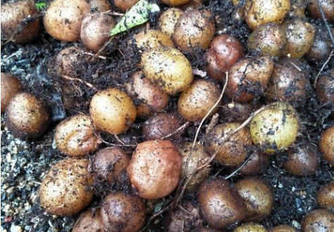 1种地下野果70后当零食吃目前30元1斤春季挖正当时莫错过