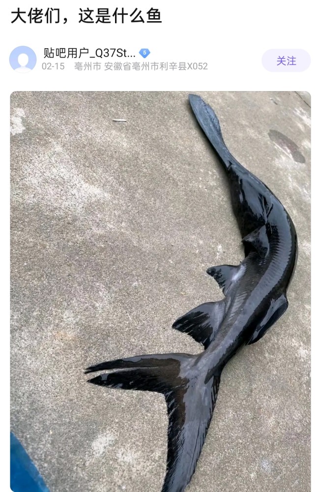 亳州钓鱼人钓获"鸭嘴鱼",神似长江白鲟,网友:外来物种_腾讯新闻