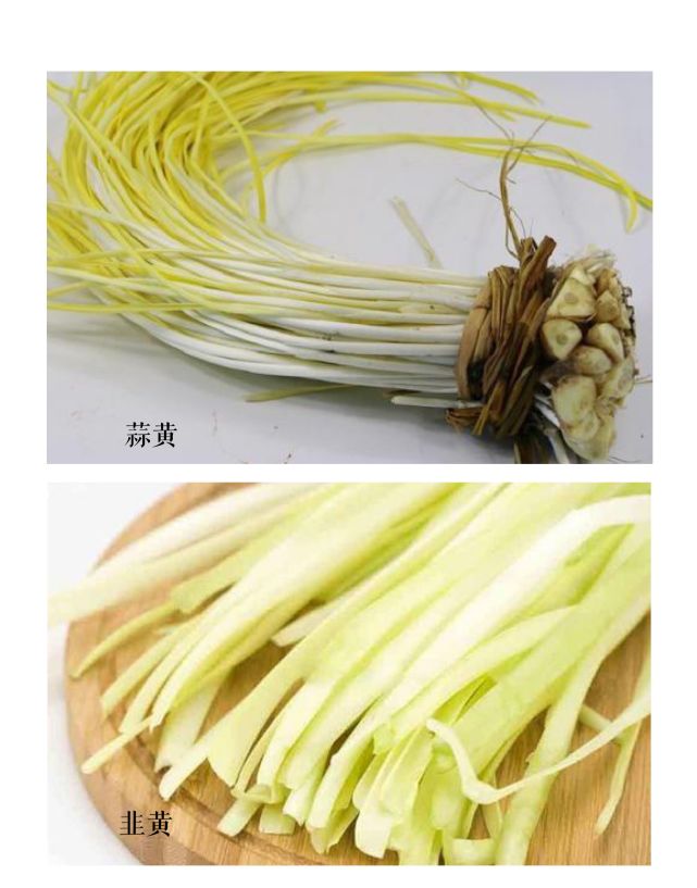 韭黄在生长过程中和蒜黄是一样的,韭黄是韭菜通过培土,遮光覆盖等