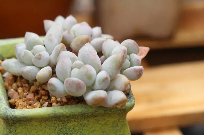 "明珠"小型品种易群生,奶白色手指系多肉植物_腾讯新闻