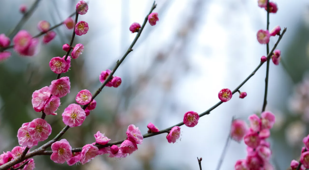 南岳梅花进入盛期,"梅"好时节不容错过