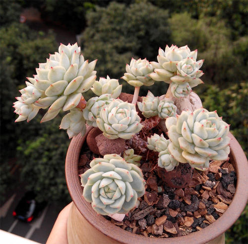 老花农都喜欢的4种多肉,颜值高好养护,长出状态美美哒!