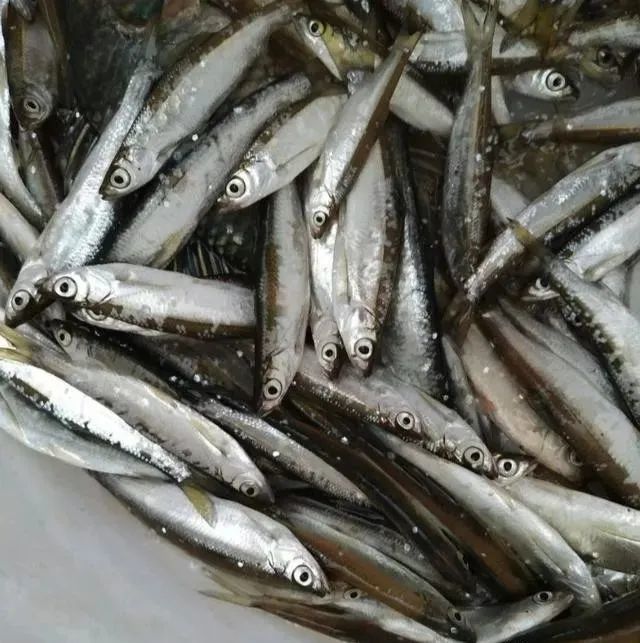 令钓友讨厌,在市场上少见的白条,是否养殖价值不高?