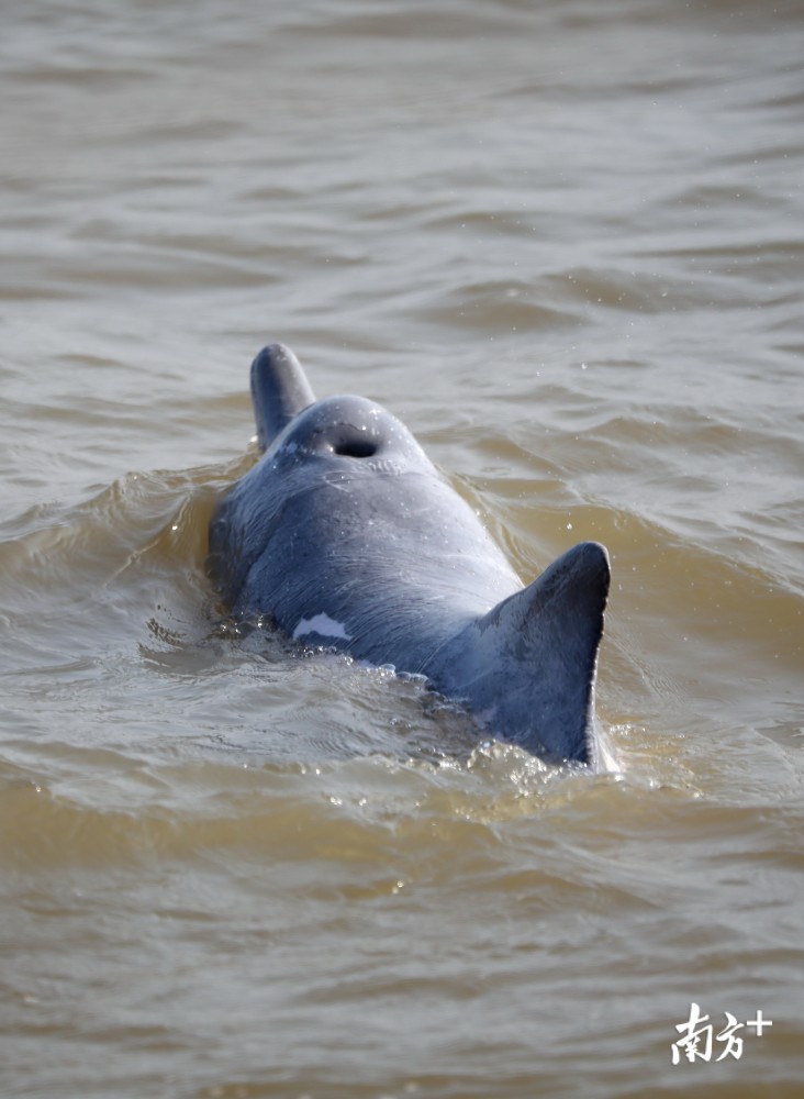 图集白海豚又来贺岁啦