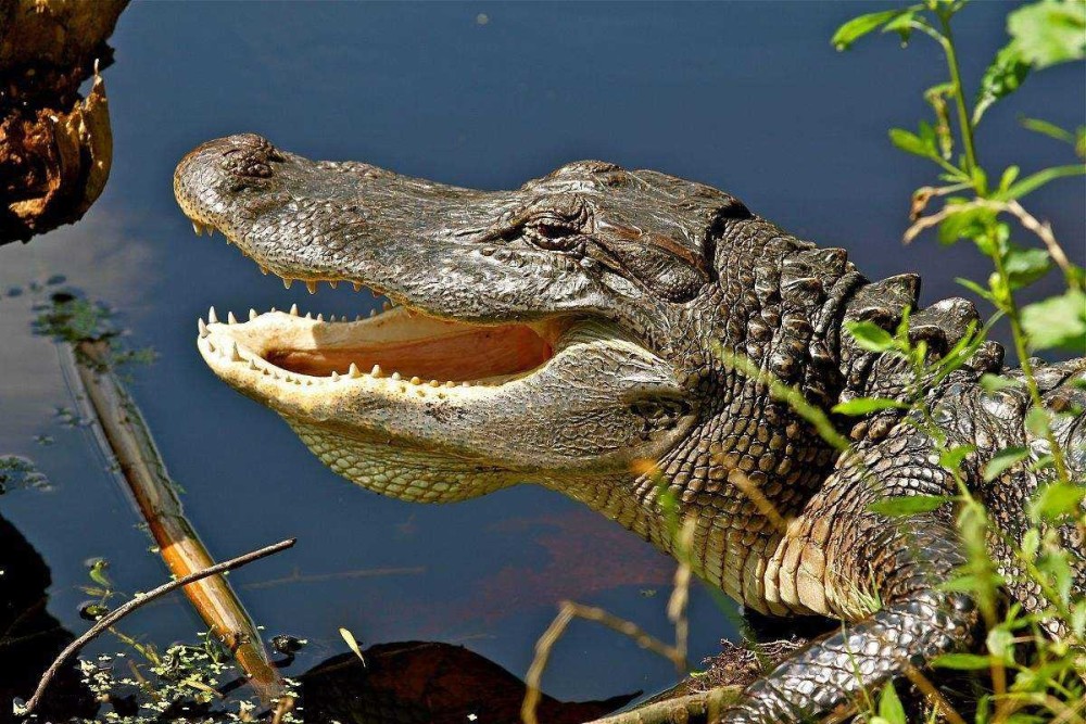 究竟为何连当地人都不敢在里面游泳?