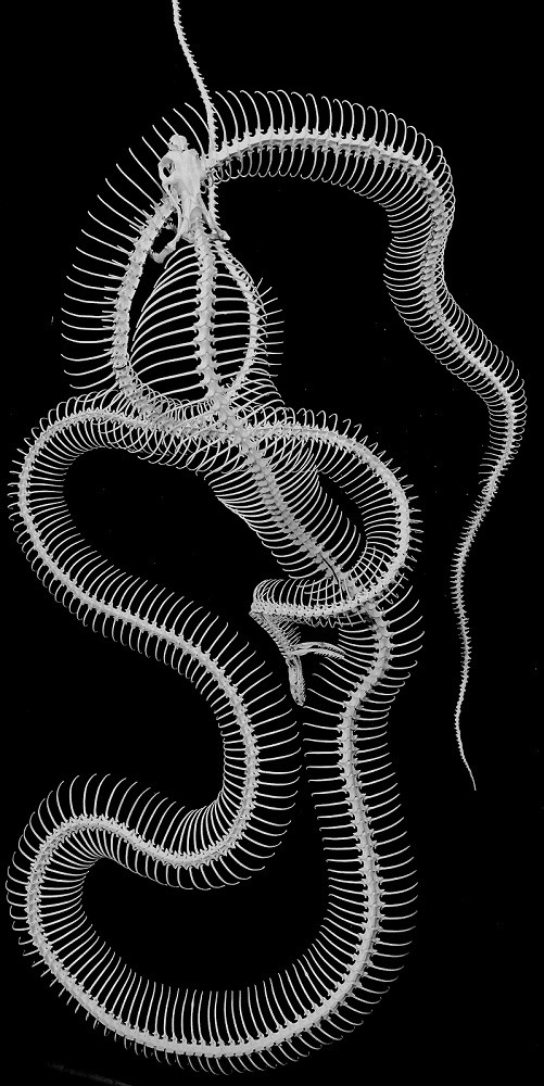 拼蛇骨的"手艺人"_腾讯新闻