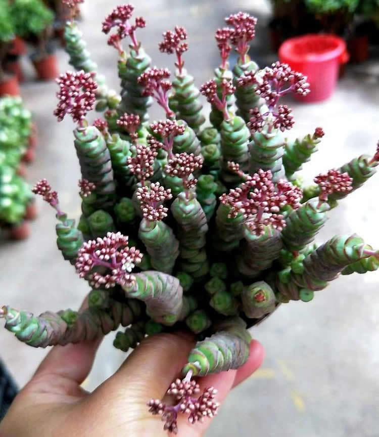 养3年的钱串"开花"了,粉嘟嘟很漂亮,不过观赏后就剪掉吧_腾讯新闻