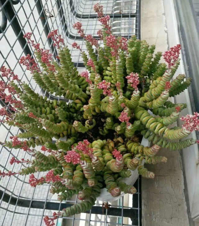 而一般多肉成年后都会开花,像我朋友家养了3年的钱串也开出了不少粉色