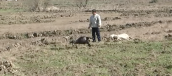 被人投毒 30多只羊突然死亡养殖户 血都是黑的 腾讯新闻