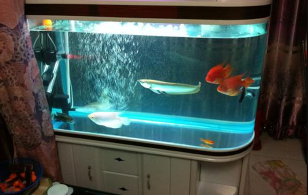 男子忘把鲶鱼养水缸,1年未投食后想起来一看傻眼:惊变"蝌蚪"