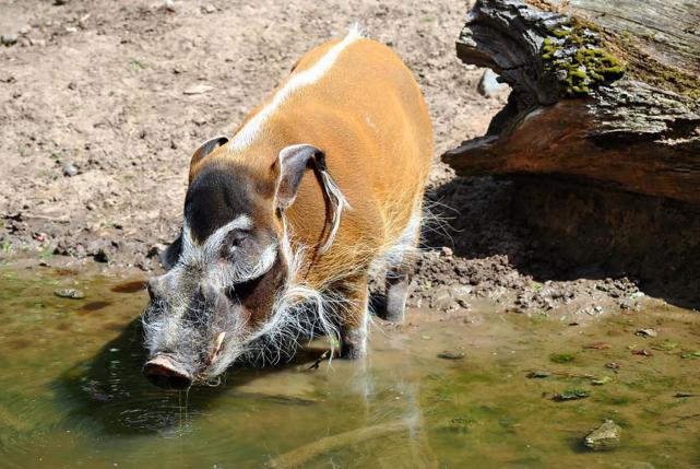 "非洲靓猪"泛滥成灾,当地人吃都吃不完,正是引入我国的好时机