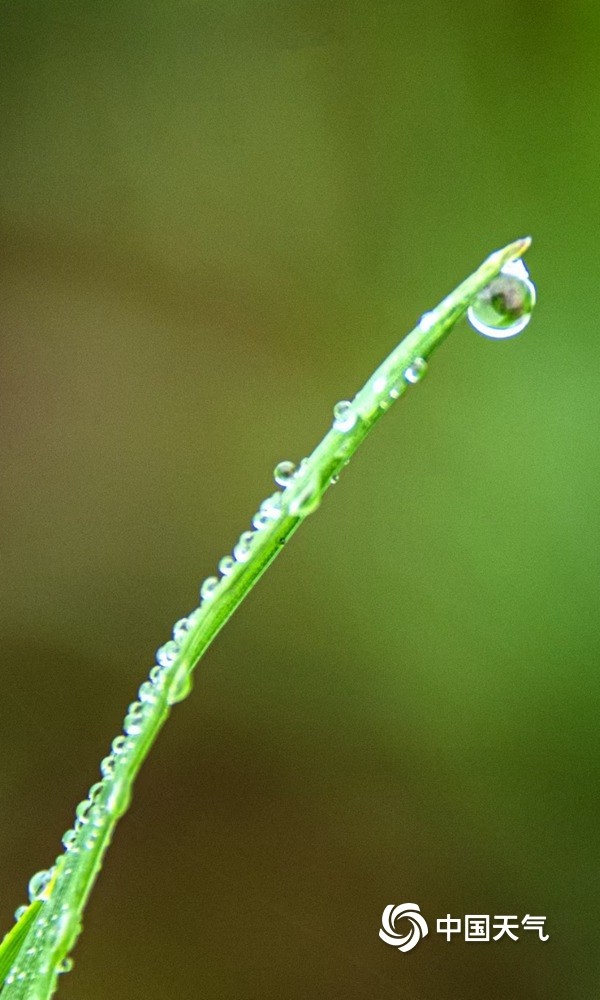 今日雨水湖南安乡大地复苏嫩草萌生春意
