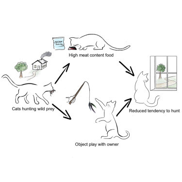 猫咪|想阻止猫咪捕猎？科学家告诉猫主人要做这两件事