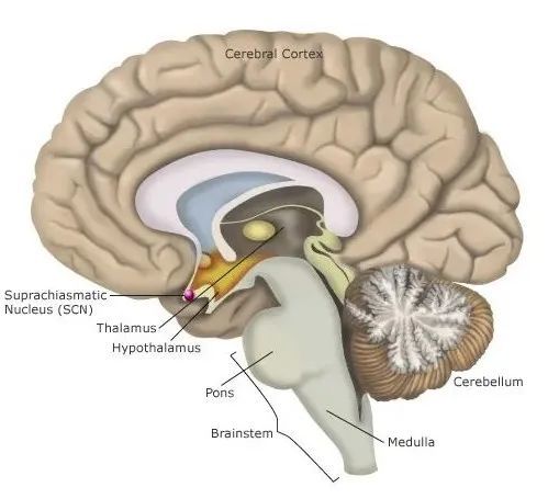 scn全称"视交叉上核",这是我们身体调节昼夜节律和激素水平的重要部分