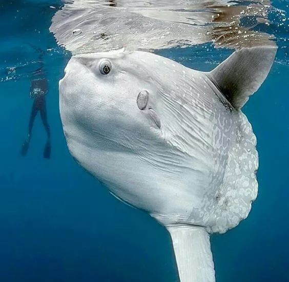 鲨鱼群中的潜水者,掌上路,创意感十足!猴哥满脸通红,是看到美女了吗?