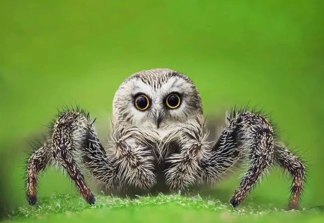 企鹅的熊你这萌萌的样子 狗子都没想到有一天会踩在树枝上吧鸟身羊头