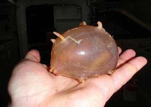 21种奇妙的生物,你甚至都不知道他们是真实存在的