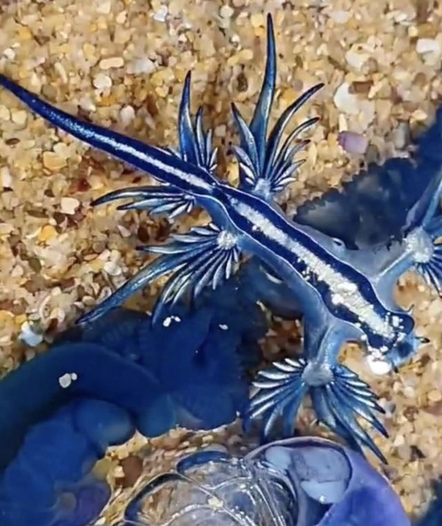 大量神秘蓝龙涌上澳洲海岸状似外星生物专家小心有毒