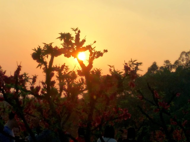 南国桃园 花的世界 花的海洋 花 花 花 南国桃园 海洋 烟花