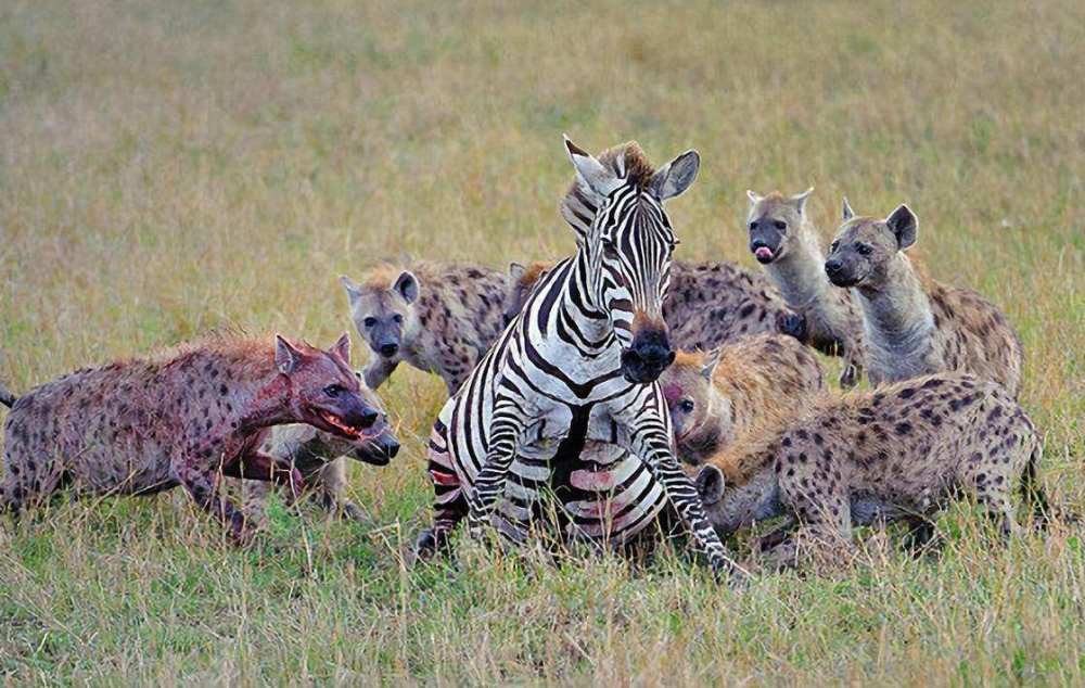 斑鬣狗|草原肛拭子斑鬣狗为何专注于掏肛？猎物被掏肛时为什么不逃跑？