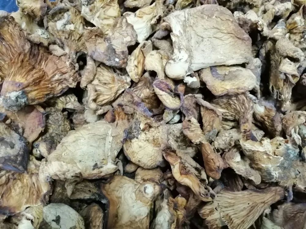 蘑菇|野生食物味道鲜美，但绝对不能贪嘴！