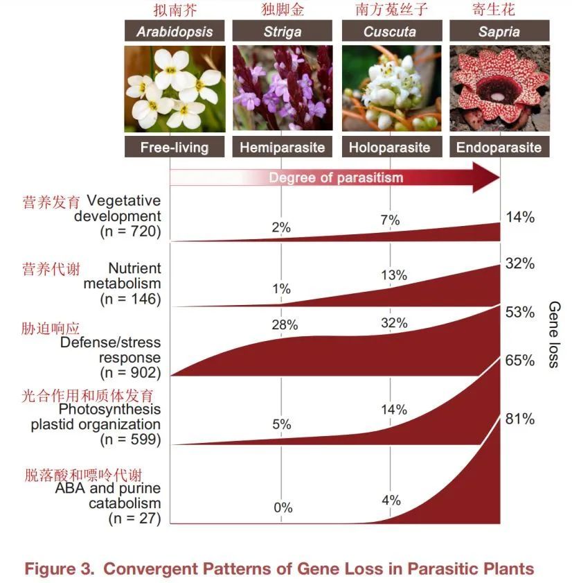 托马斯·莱佛士|送你一朵大红花，开在其他植物的枝桠