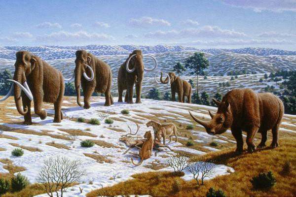 科学家提取165万年前猛犸象dna