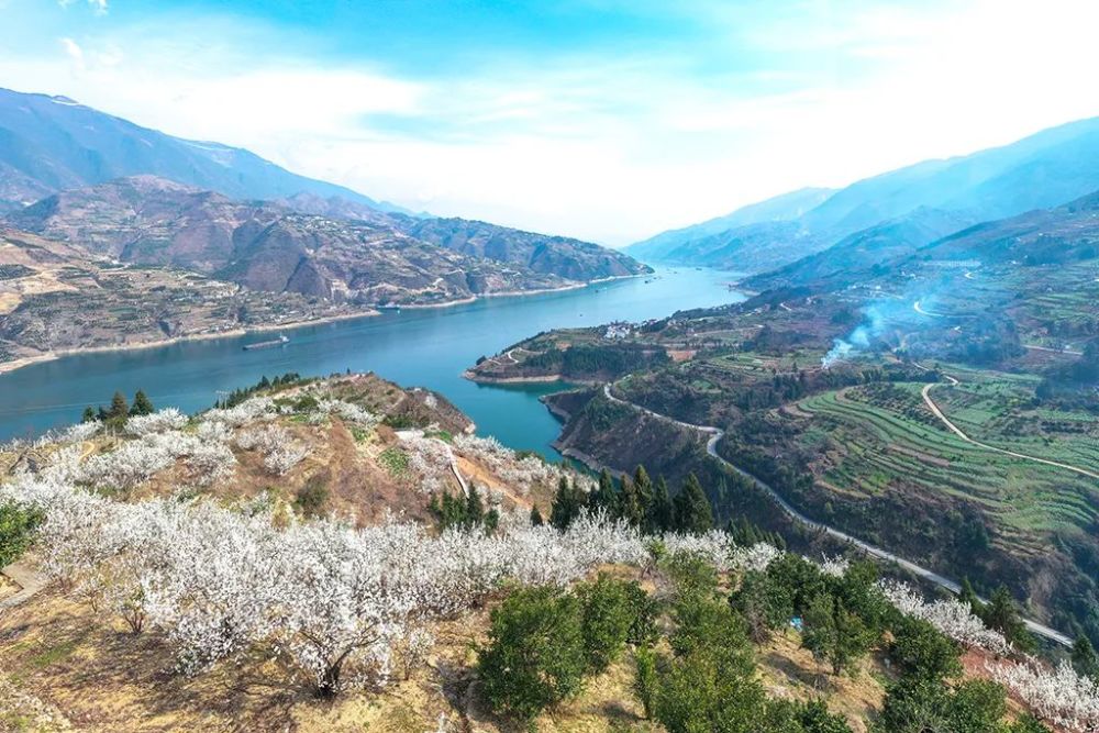 走起!到巫山大溪体验樱花烂漫