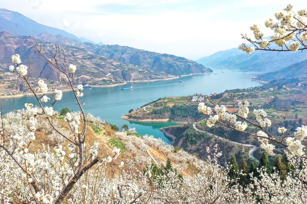 走起!到巫山大溪体验樱花烂漫