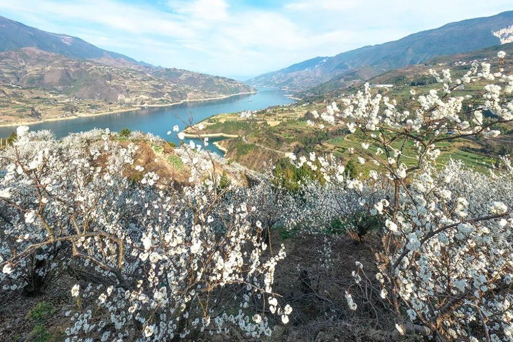 走起!到巫山大溪体验樱花烂漫