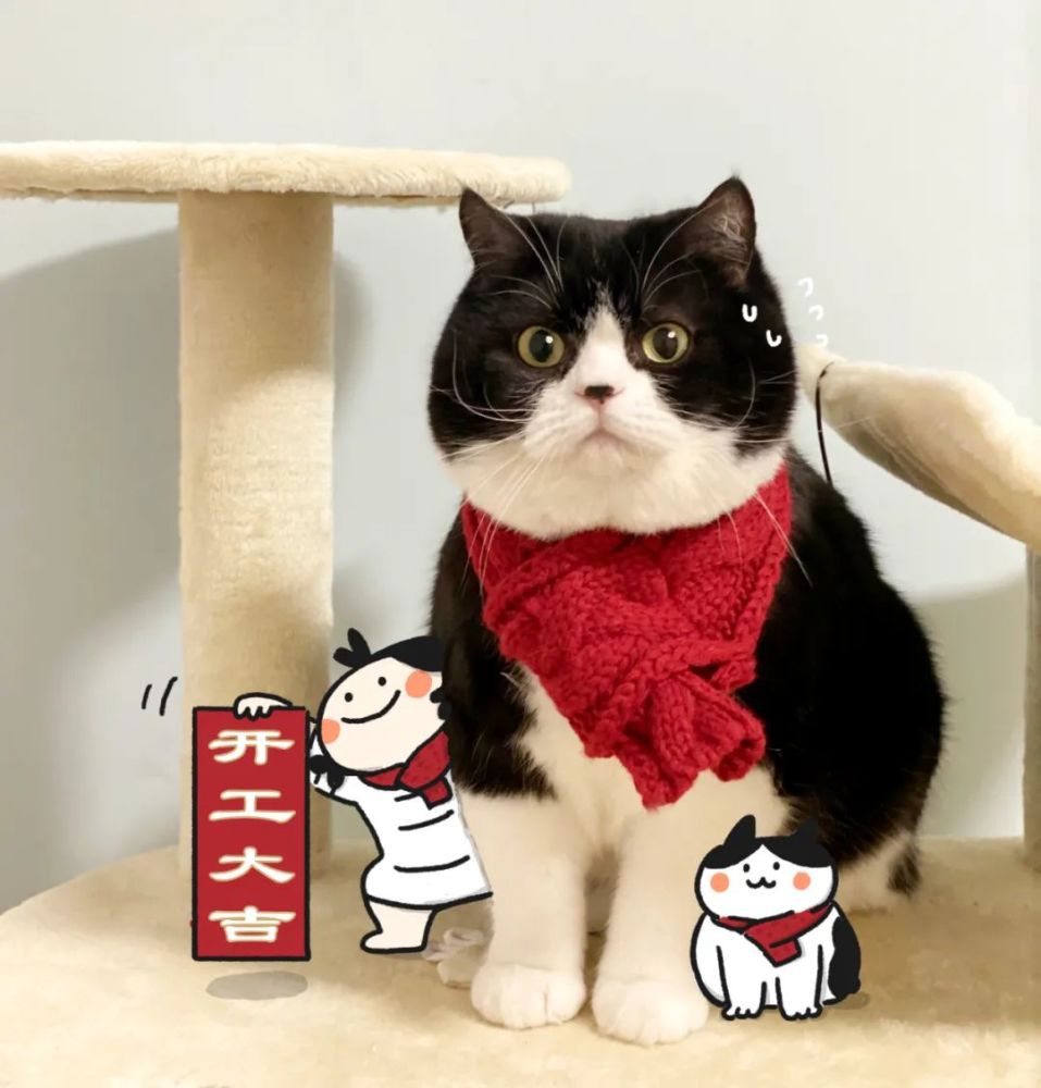 一张图get让小猫咪更爱你的10个细节