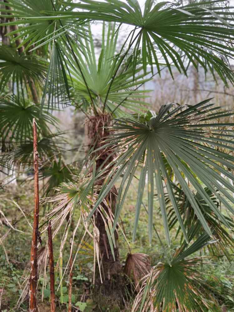 葉簇豎於頂,近圓形,徑50~70cm,掌狀裂深達中下部;葉柄長40~100cm,兩側