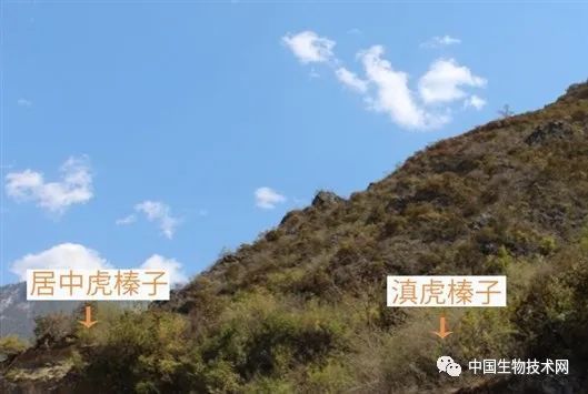 分子植物|《分子植物》2月封面：相爱没有那么容易——科学家揭示杂交物种形成新机制