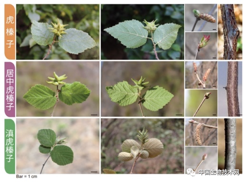 分子植物|《分子植物》2月封面：相爱没有那么容易——科学家揭示杂交物种形成新机制
