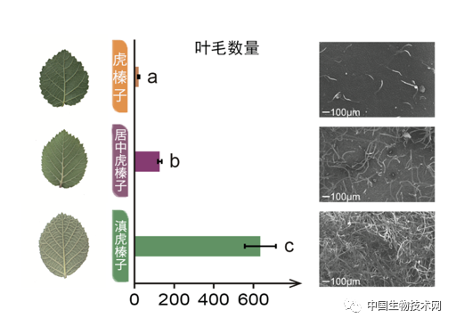 分子植物|《分子植物》2月封面：相爱没有那么容易——科学家揭示杂交物种形成新机制