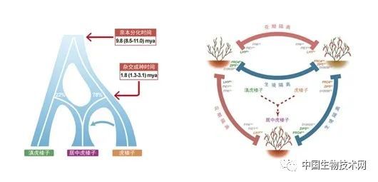 分子植物|《分子植物》2月封面：相爱没有那么容易——科学家揭示杂交物种形成新机制